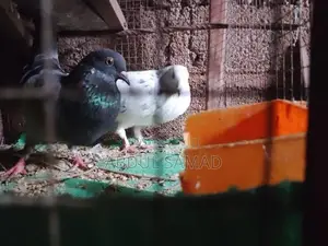 Pigeon