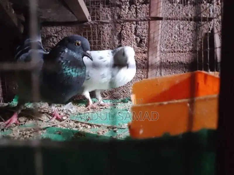 Pigeon