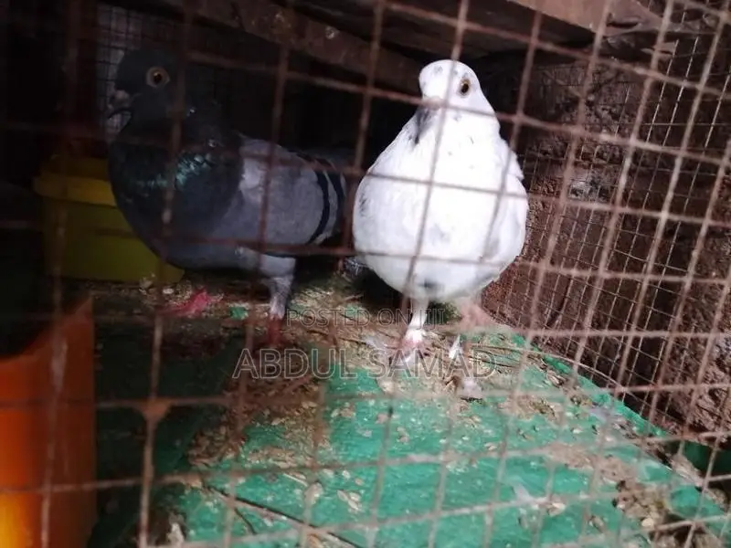 Pigeon