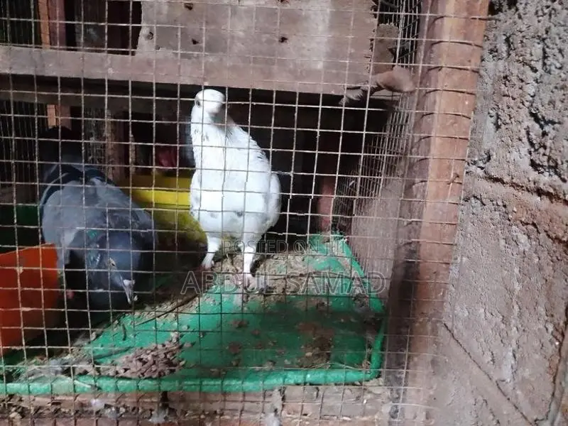 Pigeon