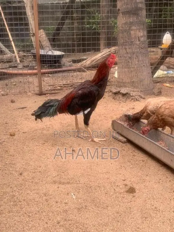 Poultry