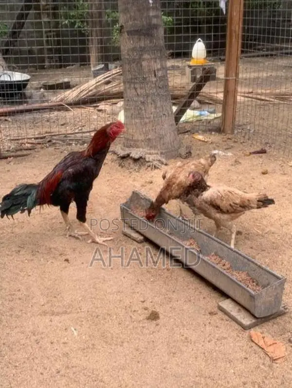 Poultry