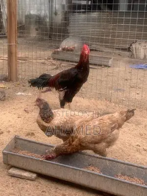 Poultry