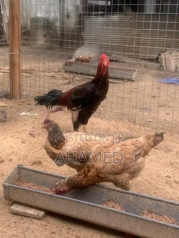 Poultry