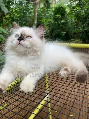 Himalayan Kitten
