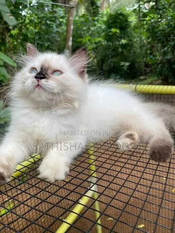 Himalayan Kitten