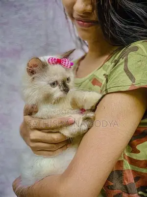 Himalayan Kitten