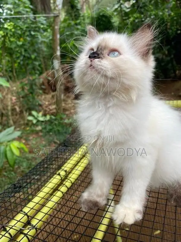 Himalayan Kitten