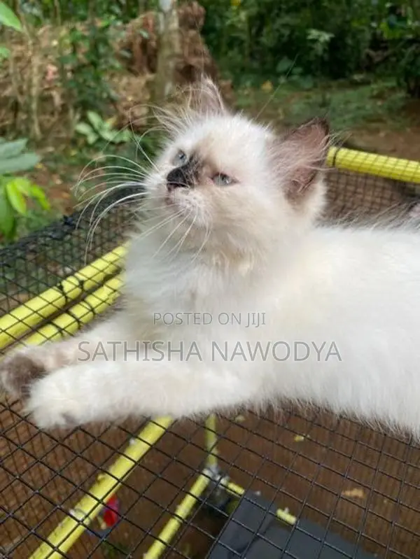 Himalayan Kitten