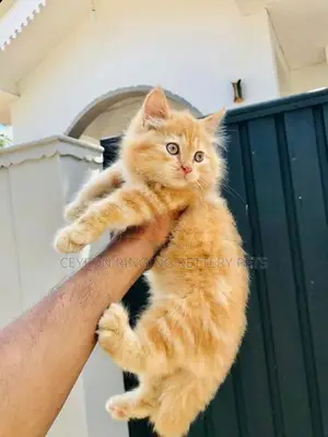 Persian Cat