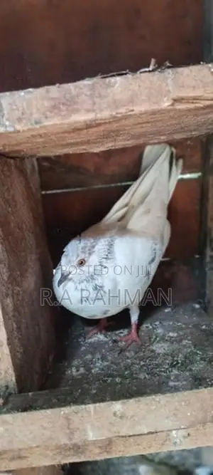 Pigeon