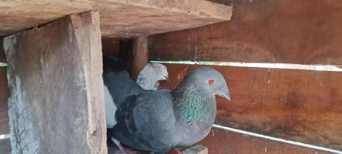 Pigeon