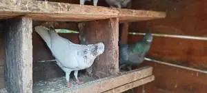 Pigeon