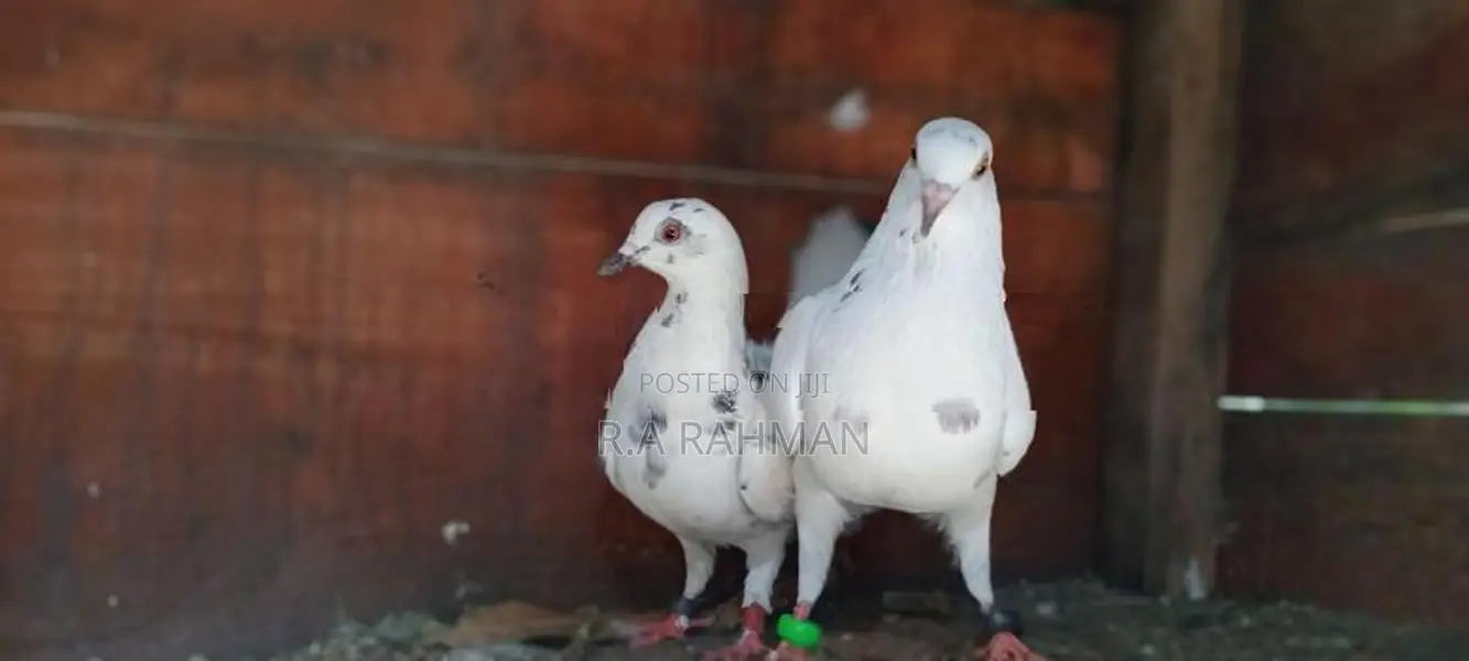 Pigeon