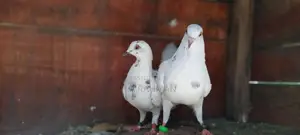 Pigeon