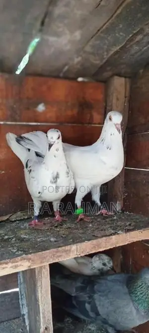 Pigeon