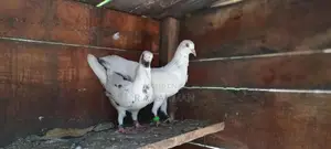 Pigeon