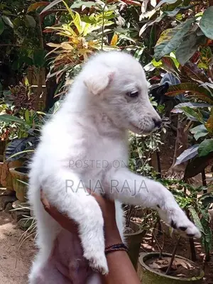 PomegrienDog