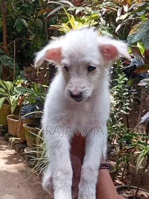 PomegrienDog