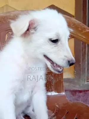 PomegrienDog