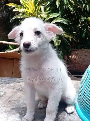 PomegrienDog