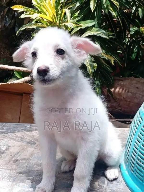 PomegrienDog