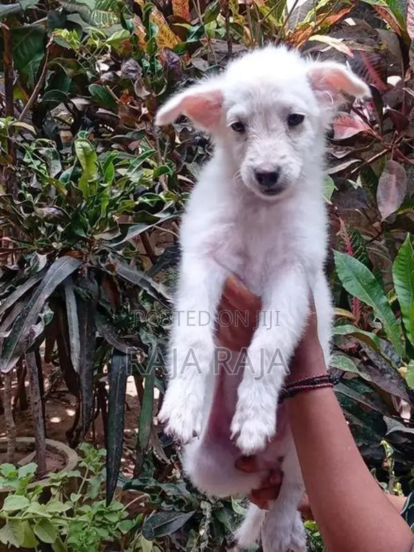 PomegrienDog