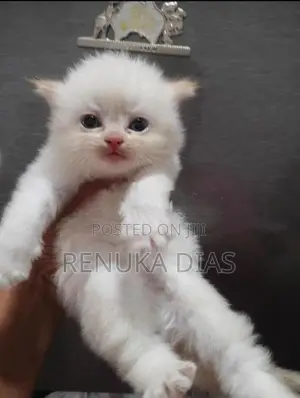 Persian Kitten