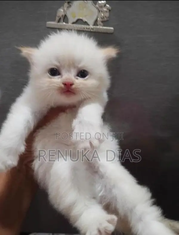 Persian Kitten