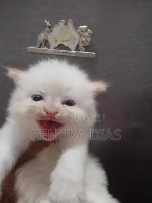 Persian Kitten