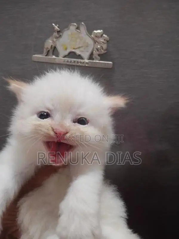 Persian Kitten