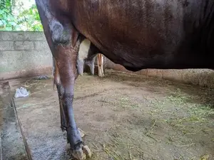 කිරි ගවයන්