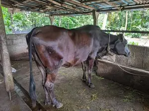 කිරි ගවයන්