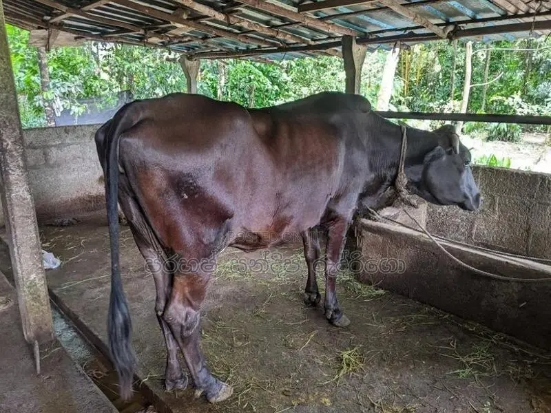 කිරි ගවයන්