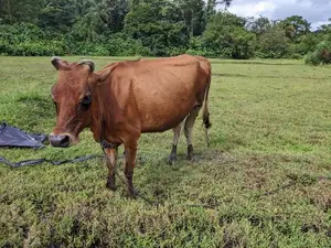 කිරි ගවයන්