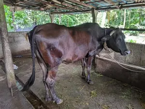 කිරි ගවයන්