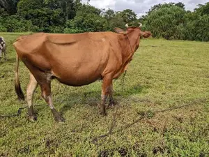 කිරි ගවයන්