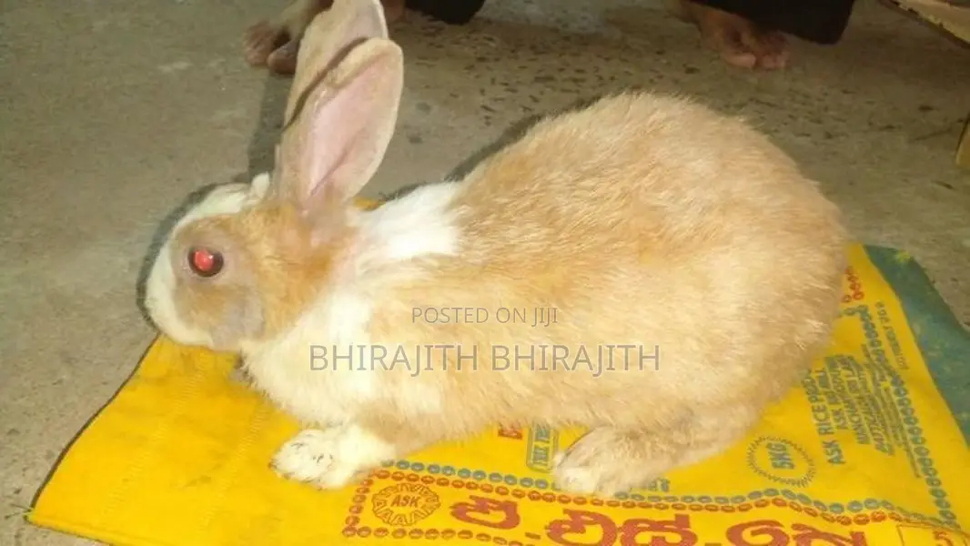 Big Female Rabbit