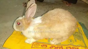Big Female Rabbit