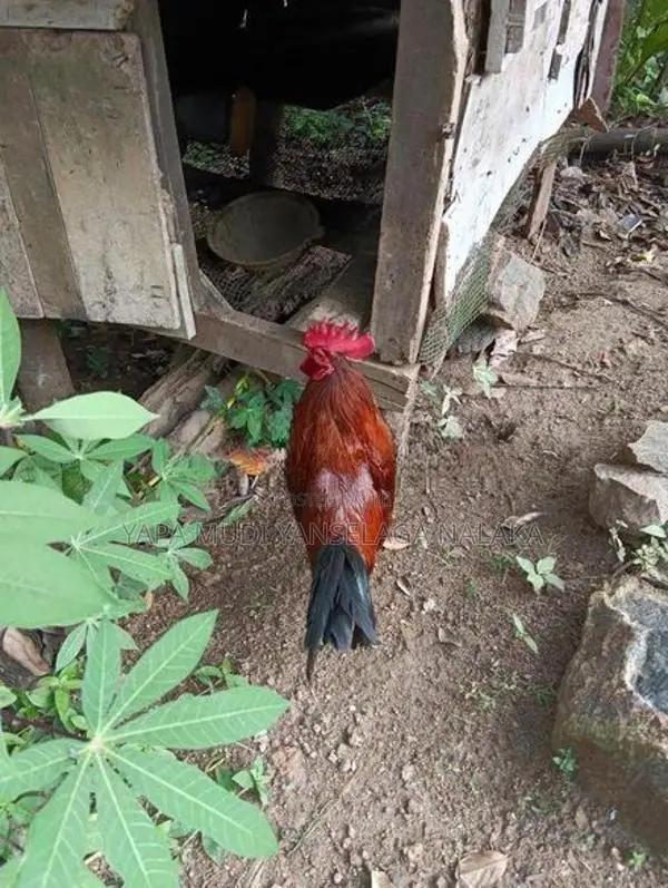 Gam Kukulu 01.kekilyo02