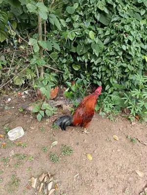 Gam Kukulu 01.kekilyo02