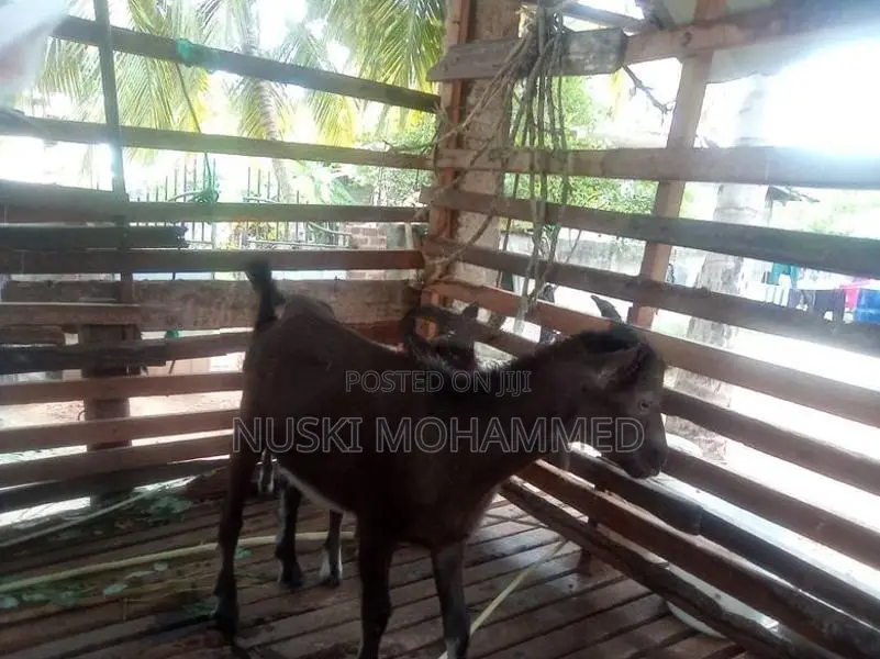 Toggenburg Goats