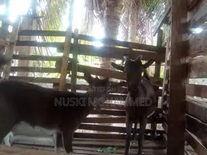 Toggenburg Goats