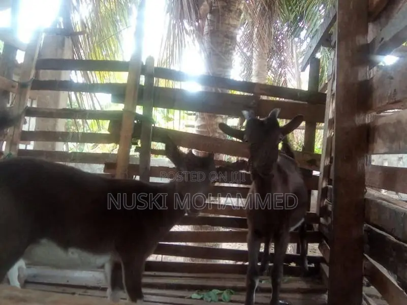 Toggenburg Goats