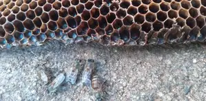 මී මැසි ජනපද ..