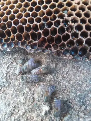 මී මැසි ජනපද ..