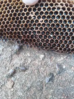 මී මැසි ජනපද ..