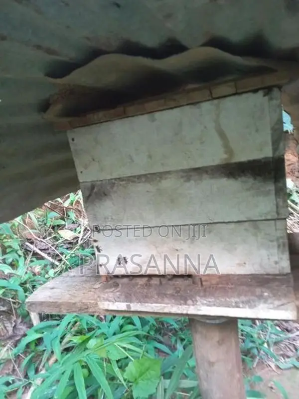 මී මැසි ජනපද ..