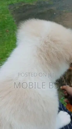 Pomeranian Puppy