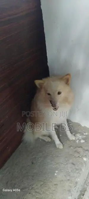 Pomeranian Puppy